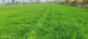 agricultural land for sale in India