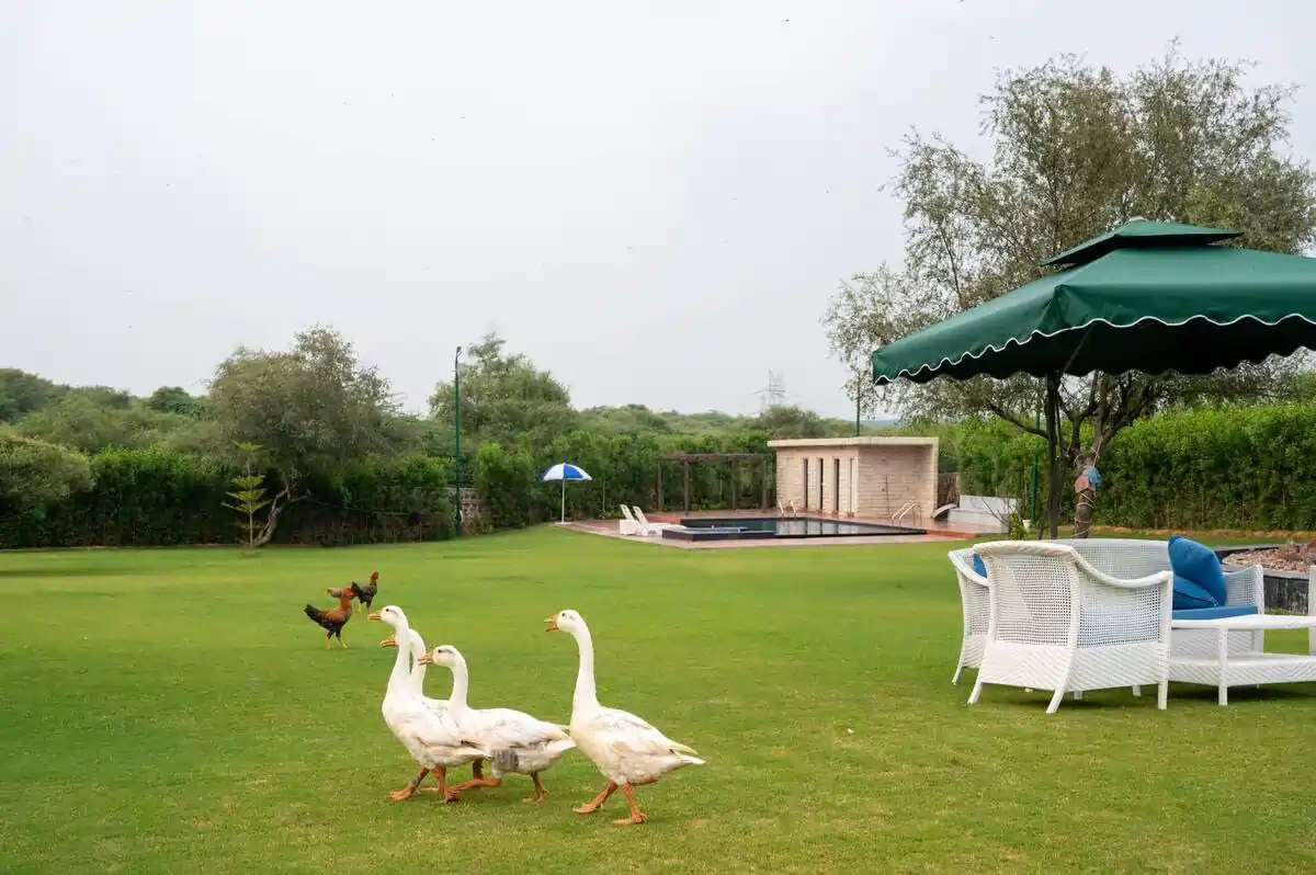 some ducks along with umbrella and chairs naugaon farms