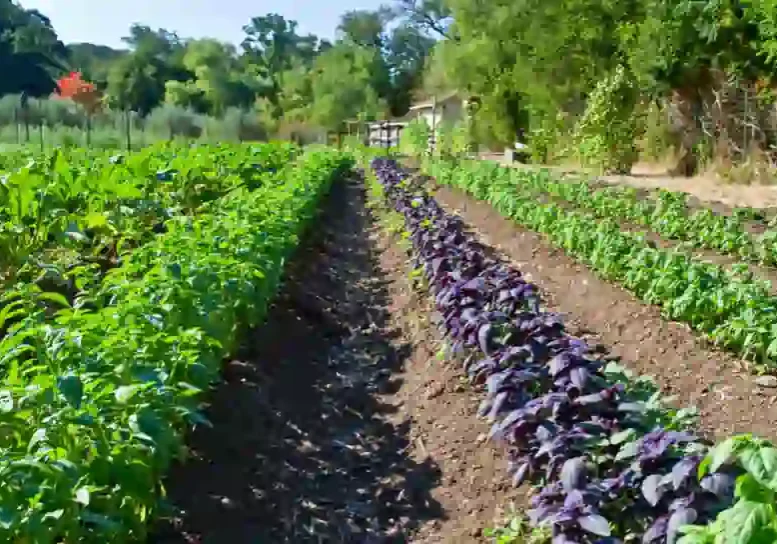 organic farming spaces
