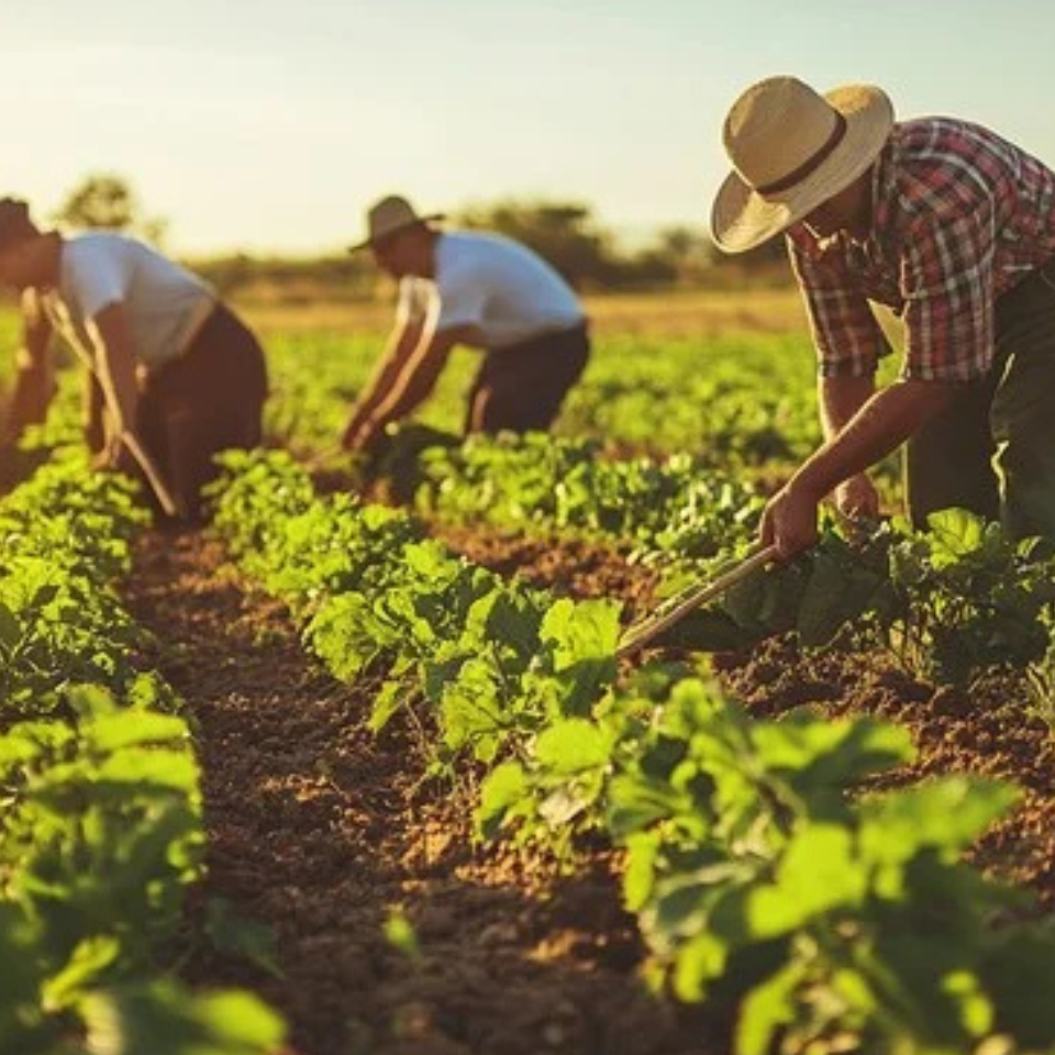 planting crops some people