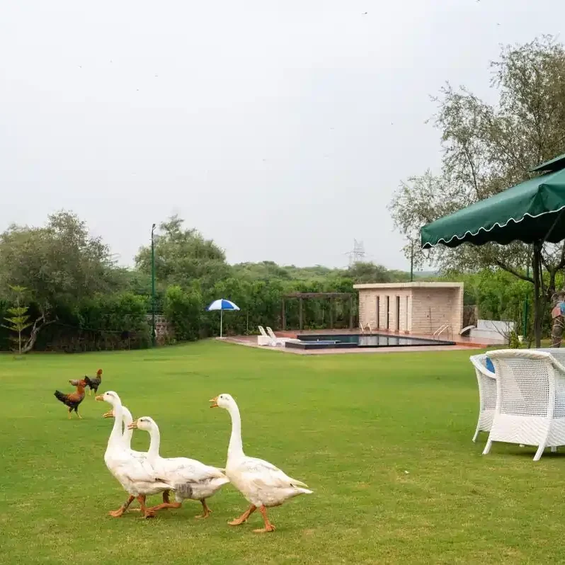 Jsmine farms naugaon farmalnd ducks